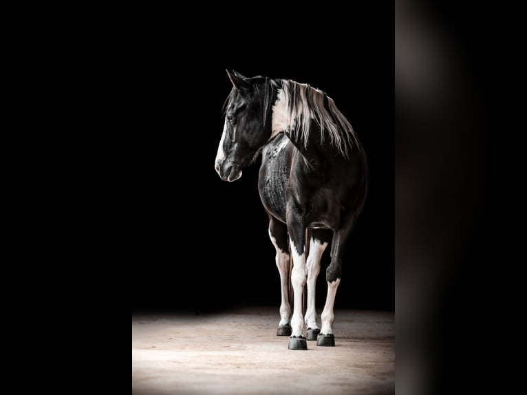 American Paint Horse Klacz 9 lat Tobiano wszelkich maści in Montmorillon