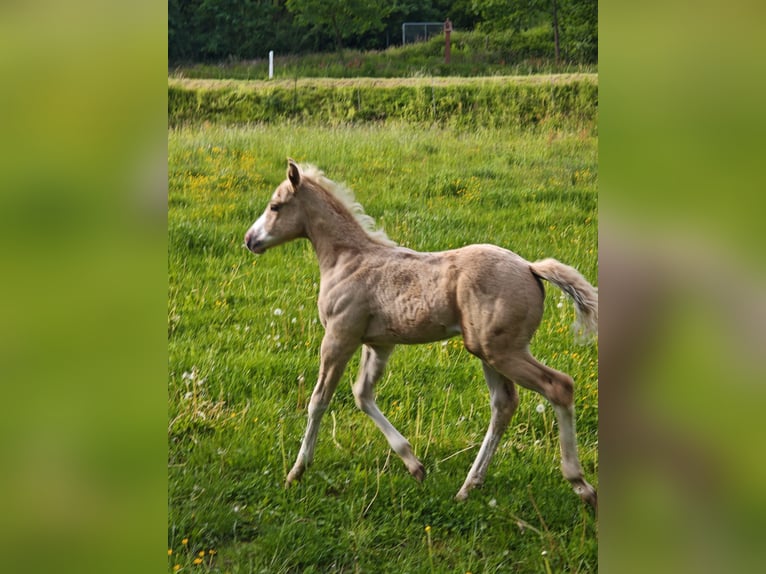 American Paint Horse Klacz Źrebak (04/2026) 148 cm Izabelowata in Klingenberg am Main