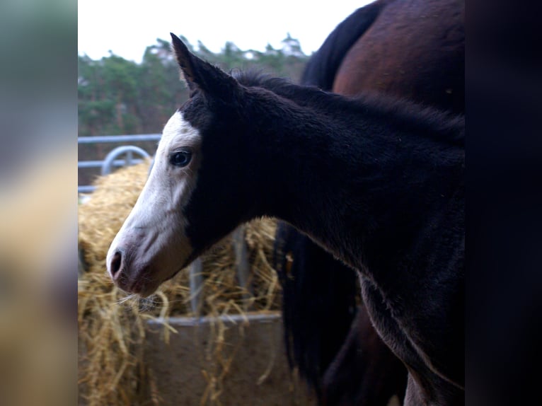 American Paint Horse Klacz Źrebak (03/2026) 150 cm Overo wszelkich maści in Velpke