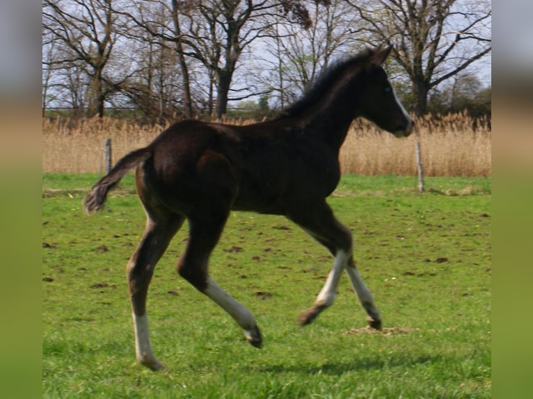 American Paint Horse Klacz Źrebak (03/2026) 150 cm Overo wszelkich maści in Velpke