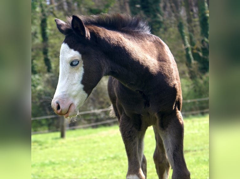 American Paint Horse Klacz Źrebak (03/2026) 150 cm Overo wszelkich maści in Velpke