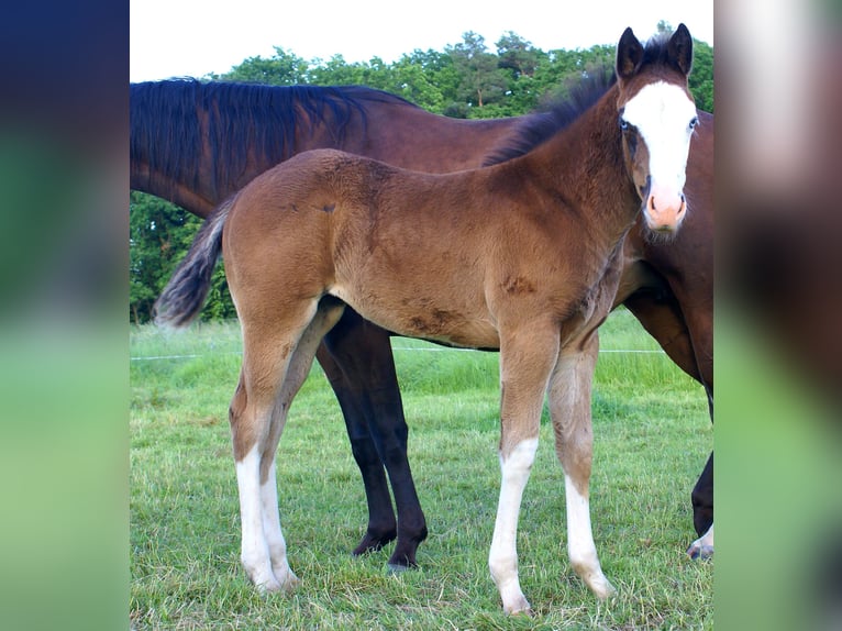 American Paint Horse Klacz Źrebak (03/2026) 150 cm Overo wszelkich maści in Velpke