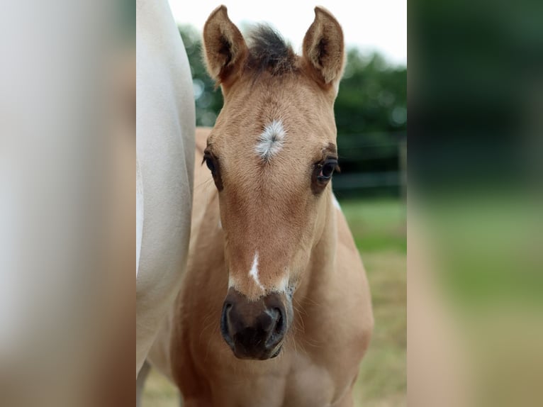 American Paint Horse Klacz Źrebak (05/2025) 150 cm Tobiano wszelkich maści in Hellenthal