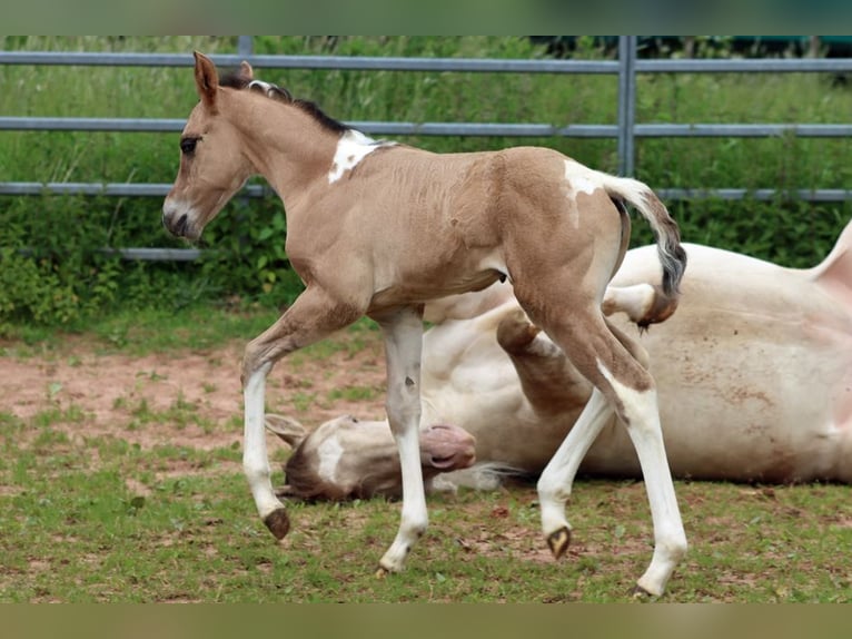 American Paint Horse Klacz Źrebak (05/2025) 150 cm Tobiano wszelkich maści in Hellenthal