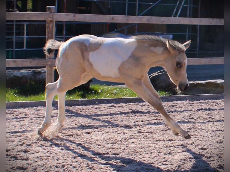 American Paint Horse Klacz Źrebak (02/2026) 152 cm Tobiano wszelkich maści in Oppenweiler