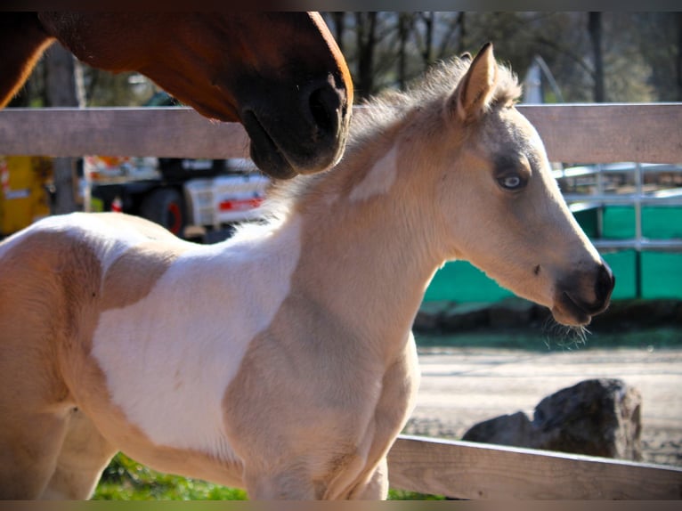 American Paint Horse Klacz Źrebak (02/2026) 152 cm Tobiano wszelkich maści in Oppenweiler
