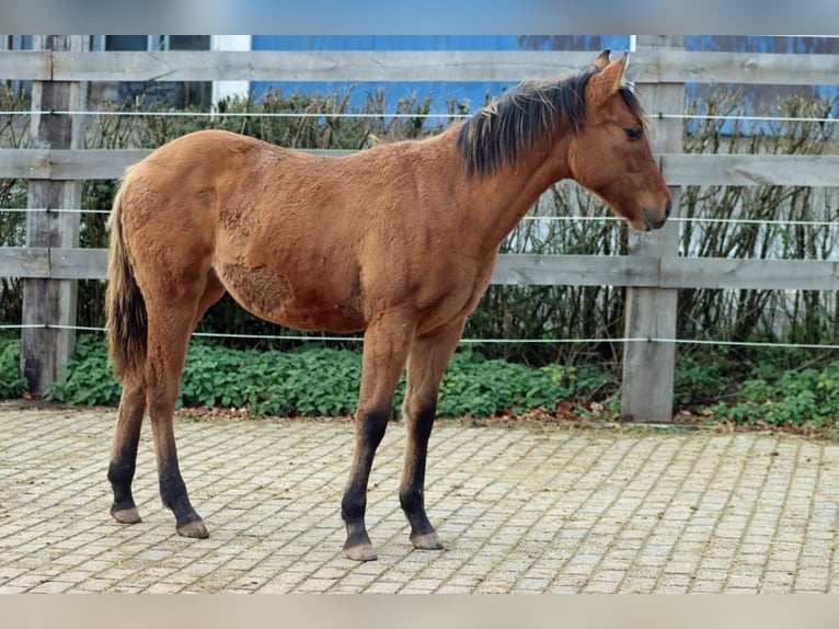 American Paint Horse Klacz Źrebak (02/2025) 153 cm Gniada in Hellenthal