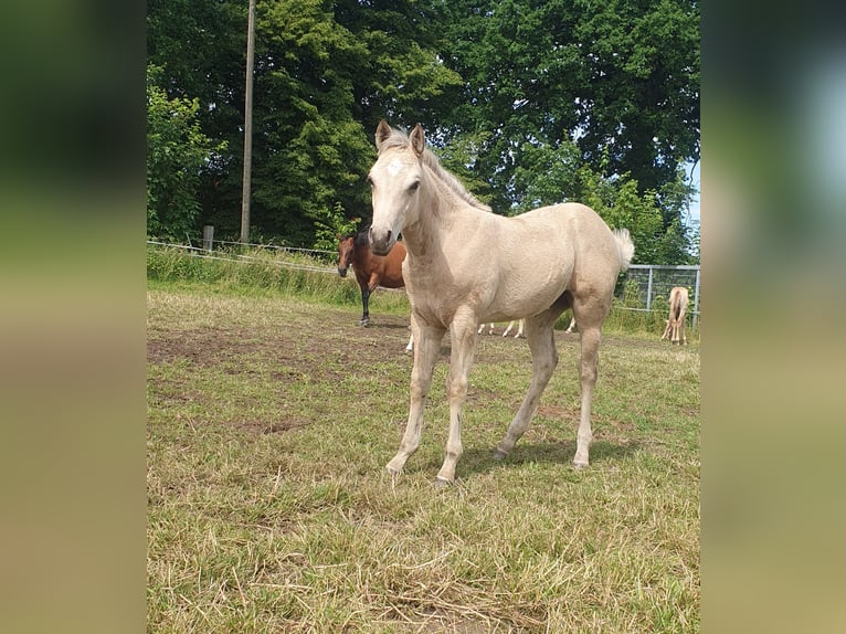 American Paint Horse Klacz Źrebak (04/2026) 153 cm Jelenia in Rödinghausen