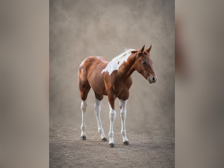 American Paint Horse Klacz Źrebak (05/2026) 153 cm Tobiano wszelkich maści in Willerstedt