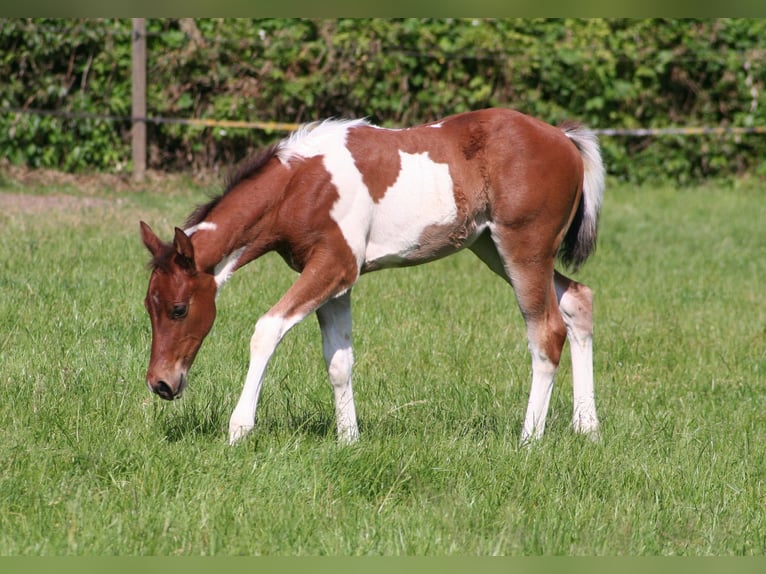 American Paint Horse Klacz Źrebak (04/2026) 154 cm Srokata in Düsseldorf