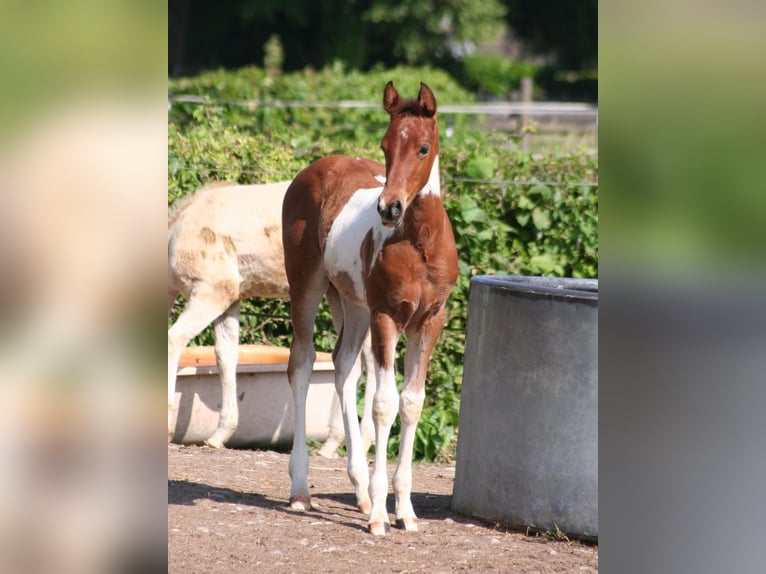 American Paint Horse Klacz Źrebak (04/2026) 154 cm Srokata in Düsseldorf