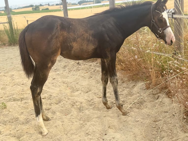 American Paint Horse Klacz Źrebak (04/2026) 155 cm Ciemnogniada in Thodure