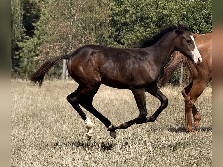 American Paint Horse Klacz Źrebak (04/2026) 155 cm Ciemnogniada in Thodure