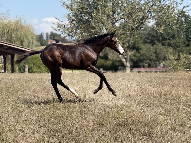 American Paint Horse Klacz Źrebak (04/2026) 155 cm Ciemnogniada in Thodure