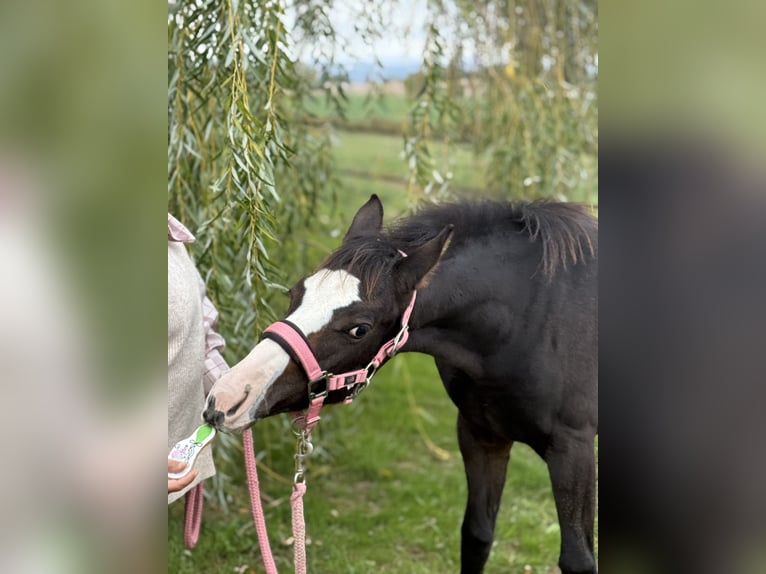 American Paint Horse Klacz Źrebak (04/2026) 155 cm Ciemnogniada in Thodure