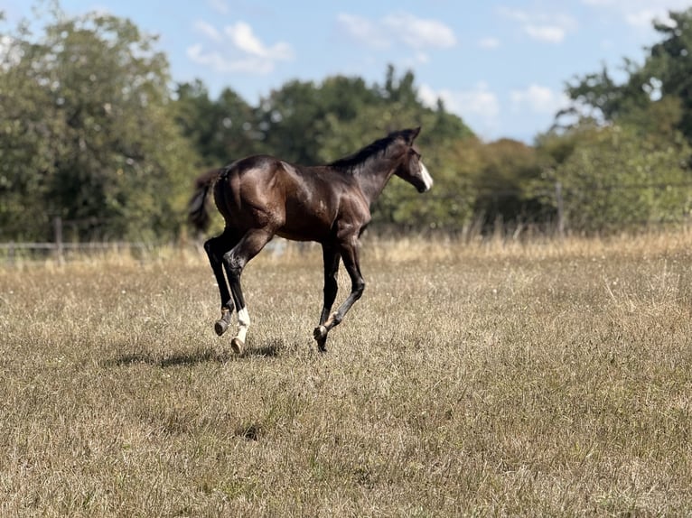 American Paint Horse Klacz Źrebak (04/2026) 155 cm Ciemnogniada in Thodure