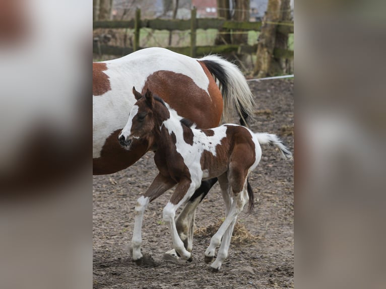 American Paint Horse Mix Klacz Źrebak (04/2026) 156 cm Tobiano wszelkich maści in Dargen