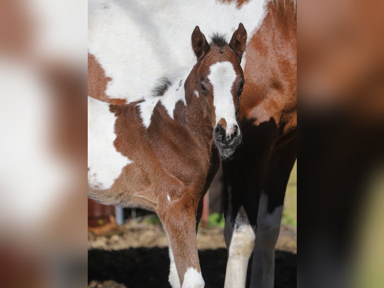 American Paint Horse Mix Klacz Źrebak (04/2026) 156 cm Tobiano wszelkich maści in Dargen