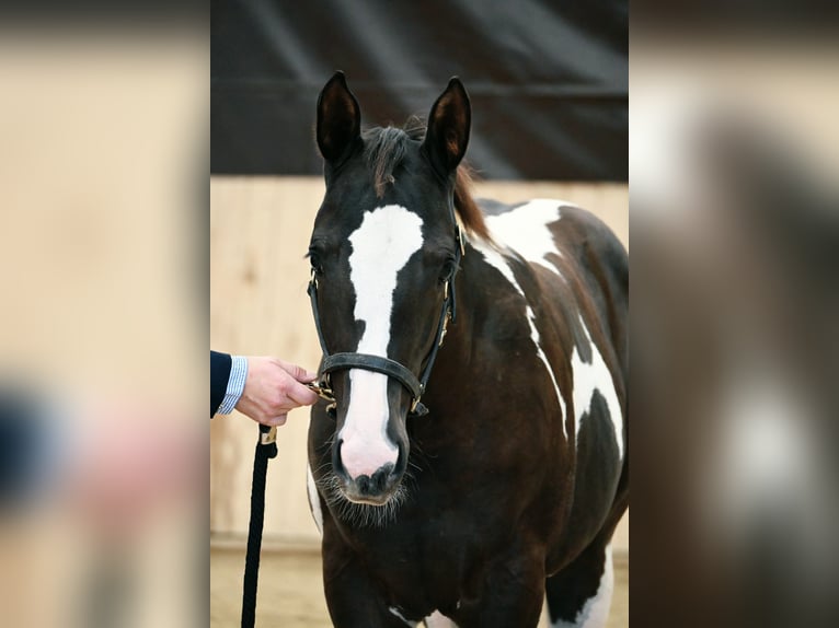 American Paint Horse Klacz Źrebak (04/2026) 158 cm Kara in Weichselbaum
