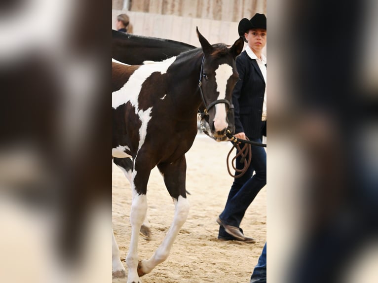American Paint Horse Klacz Źrebak (04/2026) 158 cm Kara in Weichselbaum