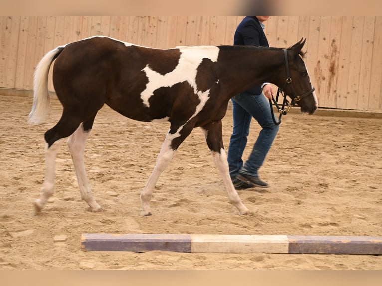 American Paint Horse Klacz Źrebak (04/2026) 158 cm Kara in Weichselbaum