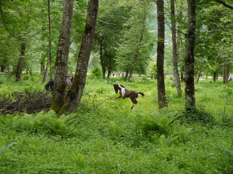 American Paint Horse Klacz Źrebak (05/2025) 165 cm Tobiano wszelkich maści in Paternion