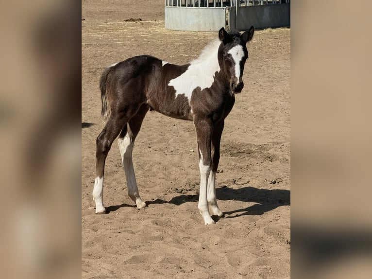 American Paint Horse Klacz Źrebak (05/2026) 165 cm Tobiano wszelkich maści in Unterspreewald OT Neu Lübbenau