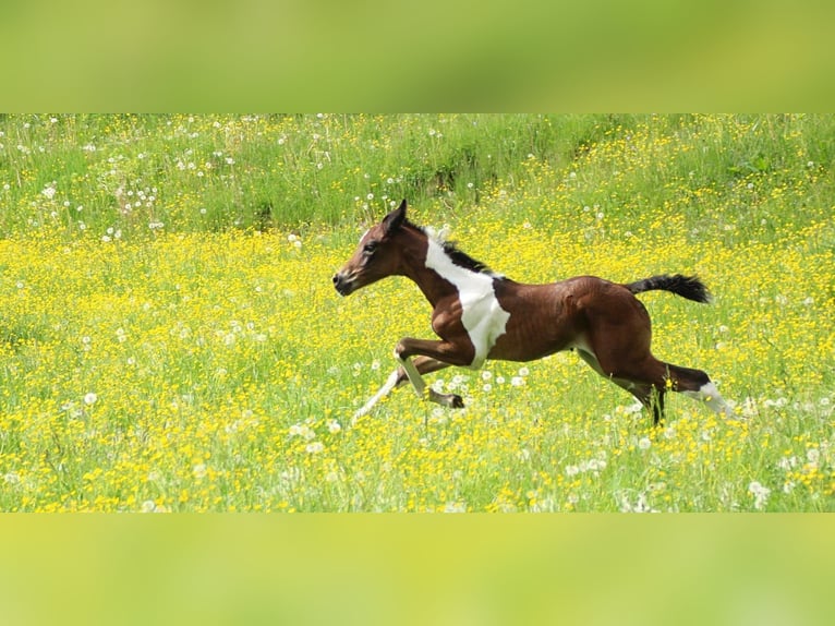 American Paint Horse Klacz Źrebak (05/2025) 165 cm Tobiano wszelkich maści in Paternion