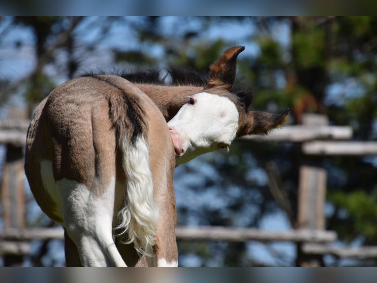 American Paint Horse Klacz Źrebak (03/2026) Grullo in villeneuve du latou