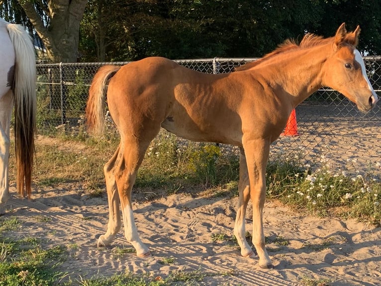 American Paint Horse Klacz Źrebak (05/2026) Kasztanowata in Hekelingen