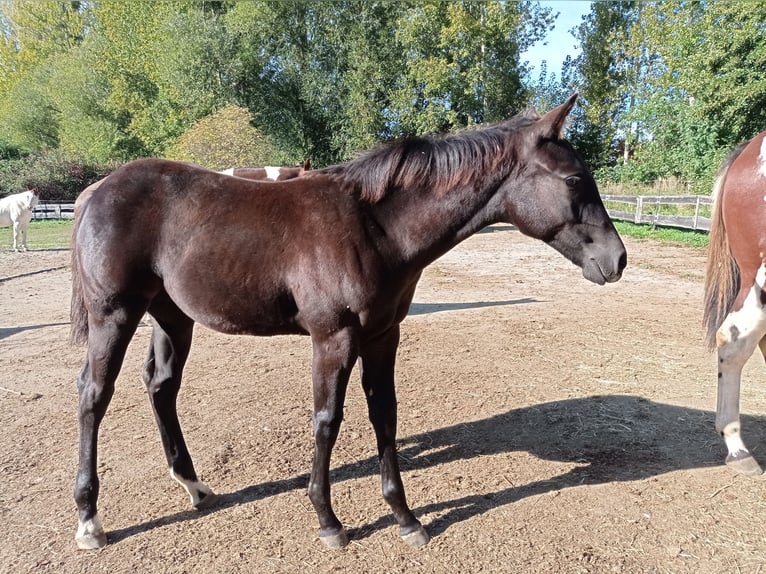 American Paint Horse Klacz Źrebak (05/2025) in Danstedt