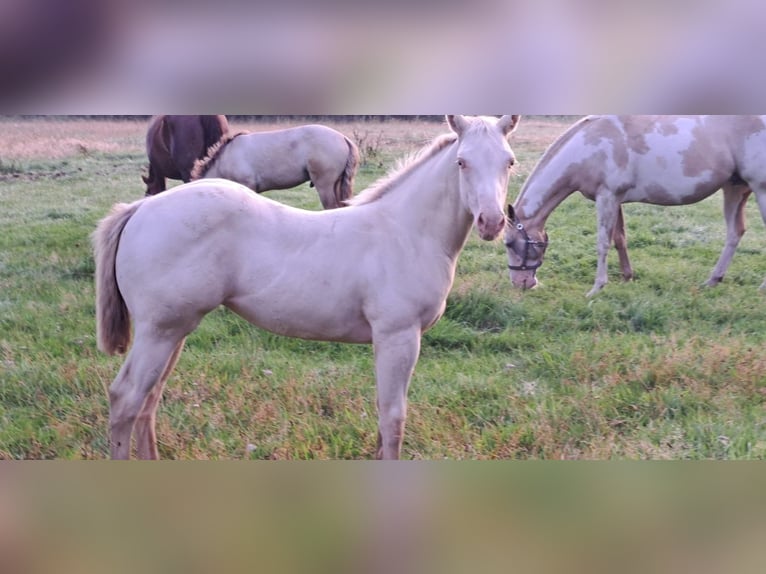 American Paint Horse Klacz Źrebak (04/2025) in Ratekau