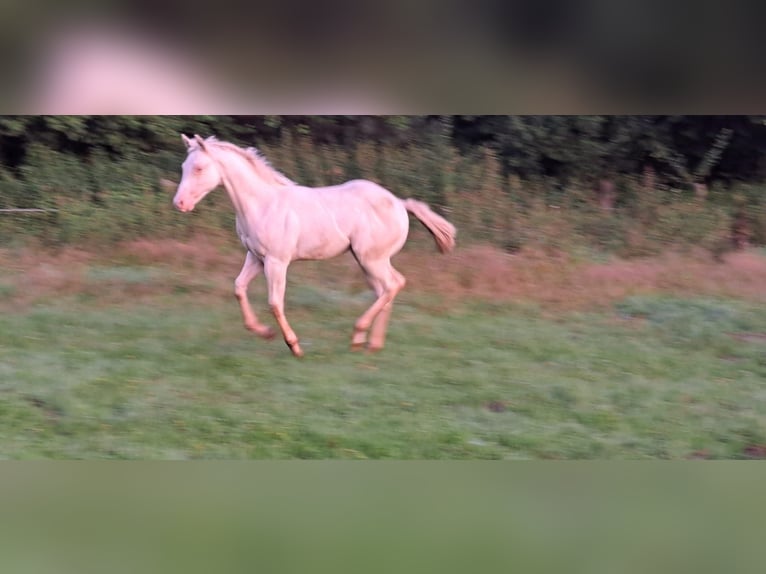 American Paint Horse Klacz Źrebak (04/2025) in Ratekau