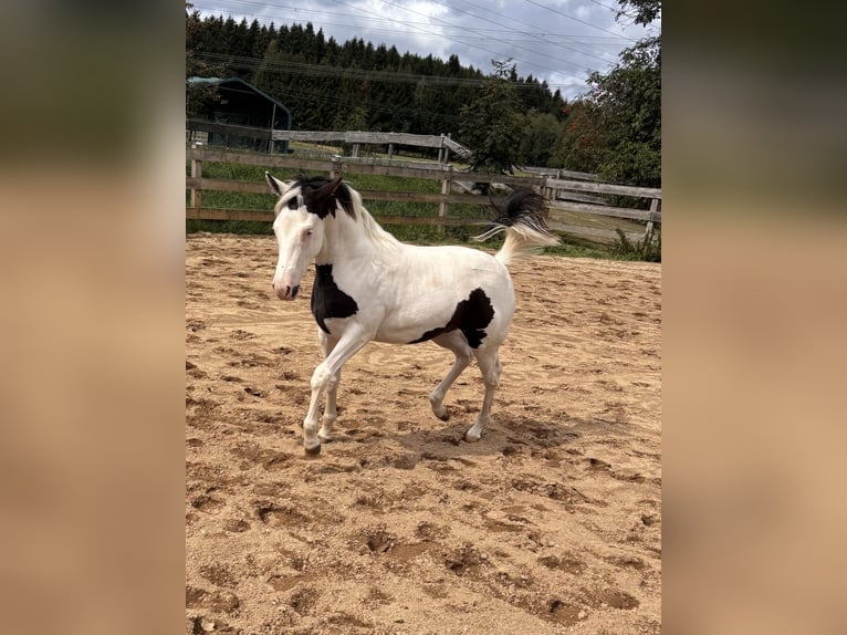 American Paint Horse Klacz Źrebak (03/2026)  in Elterlein