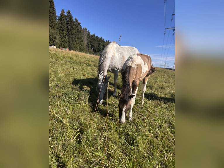 American Paint Horse Klacz Źrebak (03/2026) Overo wszelkich maści in Elterlein