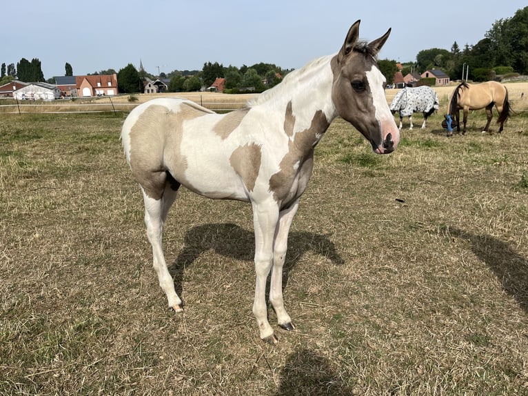 American Paint Horse Klacz Źrebak (04/2026) Tobiano wszelkich maści in Wervik