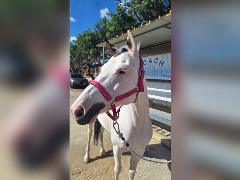 American Paint Horse Mix Mare 10 years 14,1 hh Tobiano-all-colors in Solarino