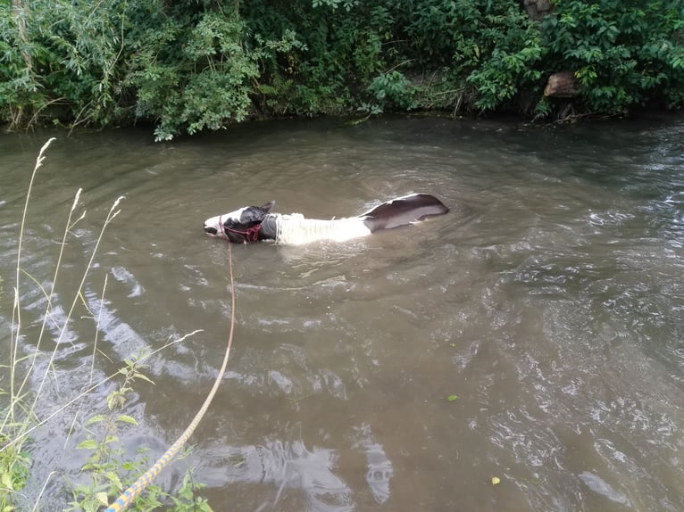 American Paint Horse Mare 10 years 14,2 hh Pinto in Pfaffenhofen an der Ilm