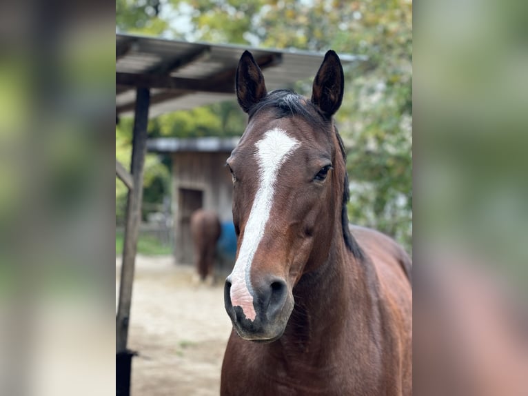 American Paint Horse Mare 10 years 14,3 hh Brown in Ingelheim am Rhein