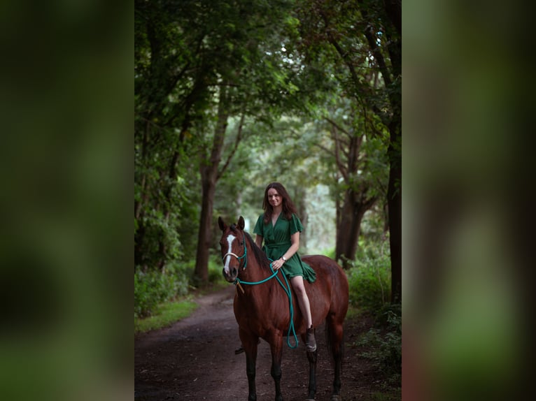 American Paint Horse Mare 10 years 14,3 hh Brown in Ingelheim am Rhein