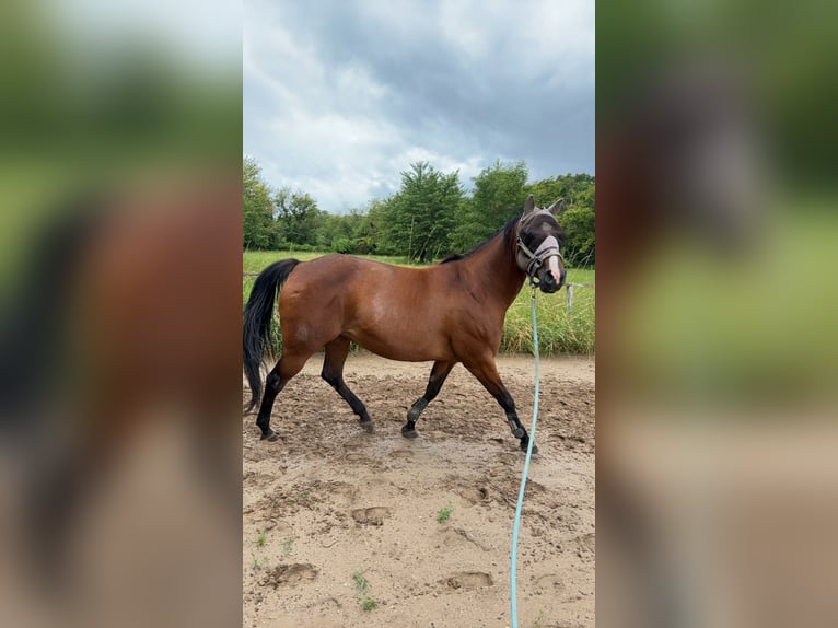 American Paint Horse Mare 10 years 14,3 hh Brown in Ingelheim am Rhein