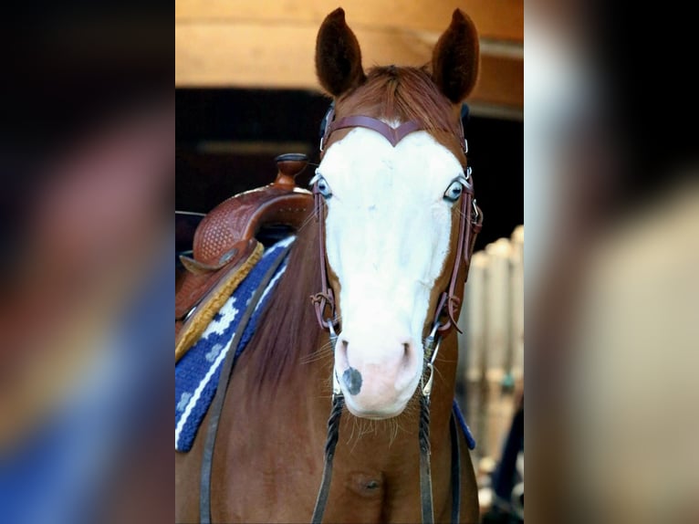 American Paint Horse Mare 10 years 14,3 hh Chestnut-Red in Geseke