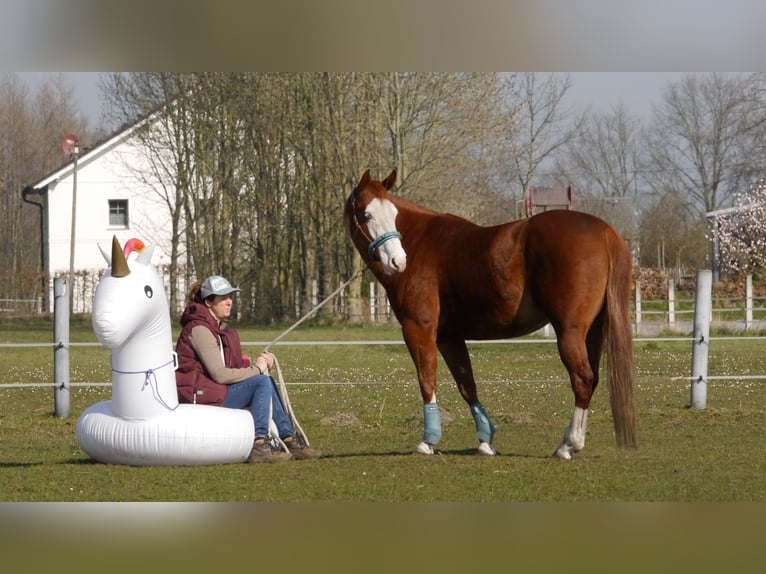 American Paint Horse Mare 10 years 14,3 hh Chestnut-Red in Geseke