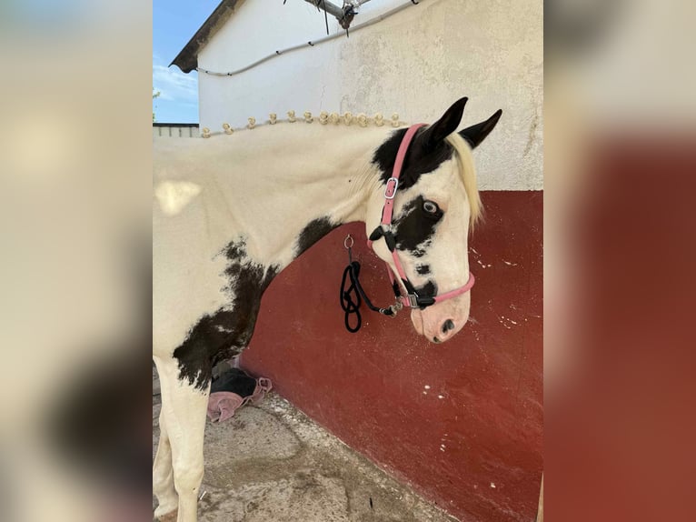 American Paint Horse Mare 10 years 15.1 hh Pinto in Calvia