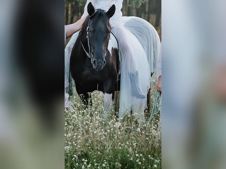 American Paint Horse Mare 10 years 15 hh Black in Schollene