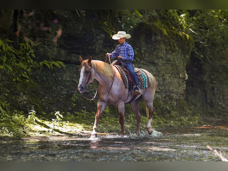 American Paint Horse Mare 10 years 15 hh Roan-Red in Lyles