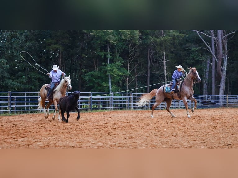 American Paint Horse Mare 10 years 15 hh Roan-Red in Lyles