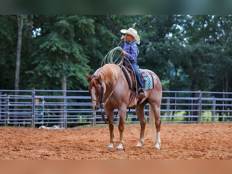 American Paint Horse Mare 10 years 15 hh Roan-Red in Lyles