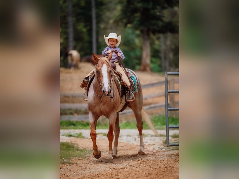 American Paint Horse Mare 10 years 15 hh Roan-Red in Lyles