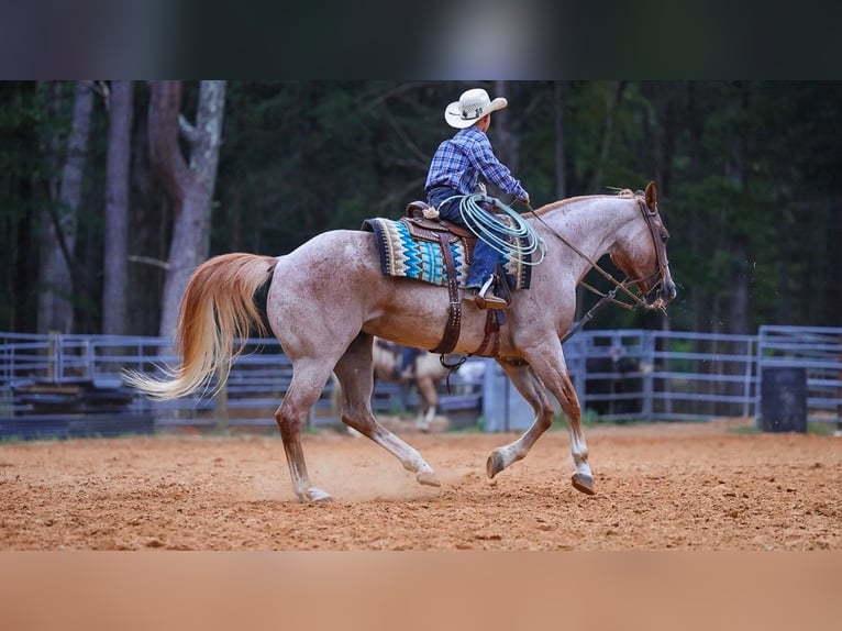 American Paint Horse Mare 10 years 15 hh Roan-Red in Lyles